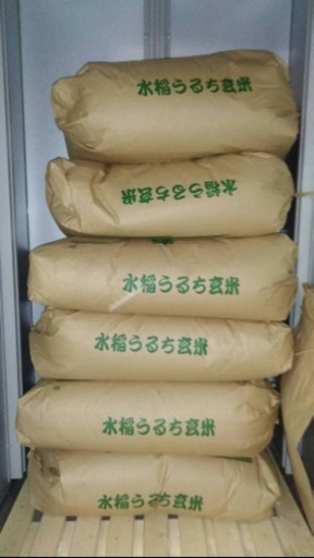 玄米コシヒカリ　お米　一等米