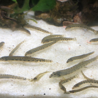 シマドジョウ　稚魚　一匹200円から