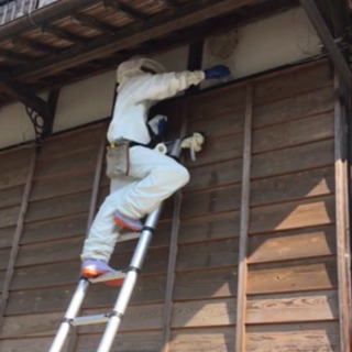 熊本県格安ハチ駆除   「ハチ公」の画像