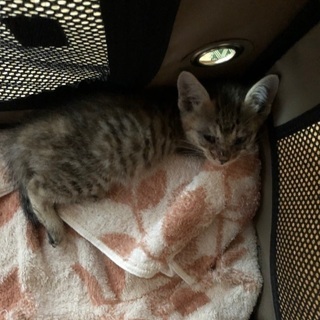 里親募集☆子猫の女の子☆