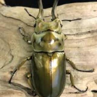 外国産クワガタ、カブト売ってください