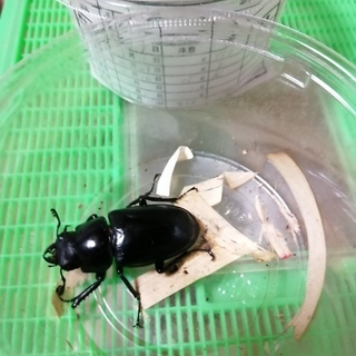 [ラスト１]ギラファノコギリクワガタ　ペア（手渡し限定）の画像