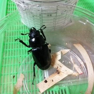 【交渉中】ギラファノコギリクワガタ　ペア（手渡しのみ）の画像