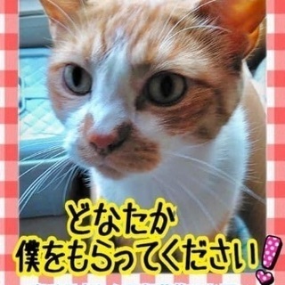 緊急です❗️→里親さんが見つかりました❗️ありがとうございました...