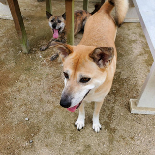５歳の雌犬２匹里親募集します🐶