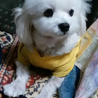 小型犬のマルチーズ（男の子）14歳6か月の元気な高齢犬の里親をさ...