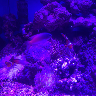 魚、小動物など。ある程度の子達