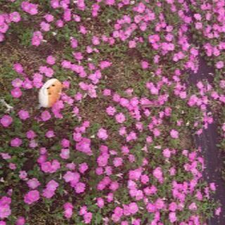明日９日、長居植物園にヒマワリ見に行ける方