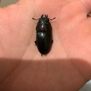 ノコギリクワガタ♀単品