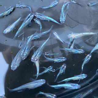 幹之メダカ【若魚】1匹200円