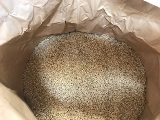 【在庫処分】令和元年富山県産コシヒカリ玄米30kg