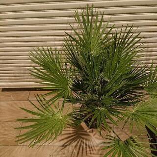 チャメロップス、の画像