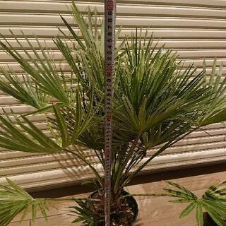 チャメロップス、の画像