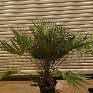 チャメロップス、の画像