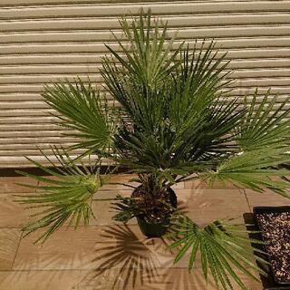 チャメロップス、の画像