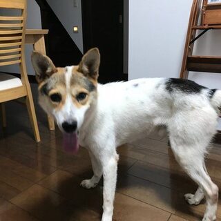 犬を探しています