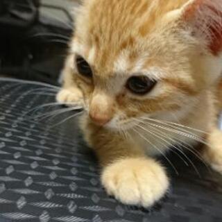 メス猫(生後4ヶ月頃)
