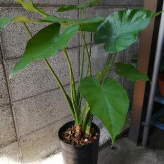 観葉植物　クワズイモの画像