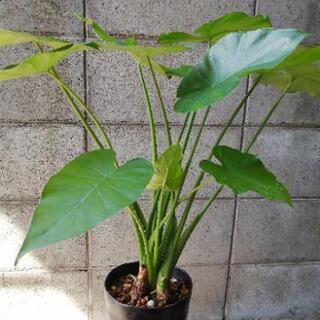 観葉植物　クワズイモ