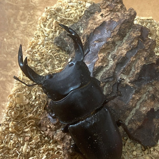 阿古谷オオクワガタの画像