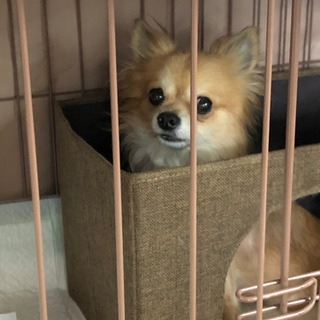 ☆知り合いから保護したチワワです☆里親様決まりました！お問い合わ...
