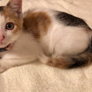 三毛猫の女の子