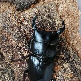 アンタエウスオオクワガタ♂の画像