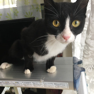 1歳ならないメス猫ちゃん　去勢済