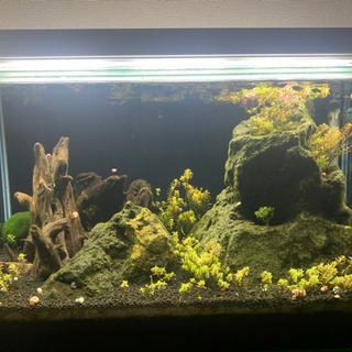熱帯魚、水槽他、