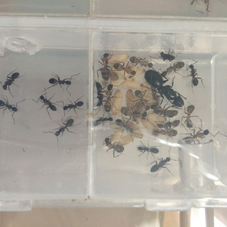 ムネアカオオアリの家族