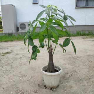 実生 パキラ