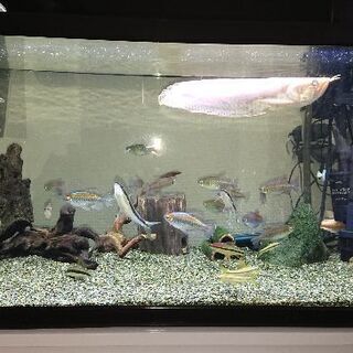 ※お取引中※  値下げ✨90cm水槽･水槽台セット(全て込み)✨の画像