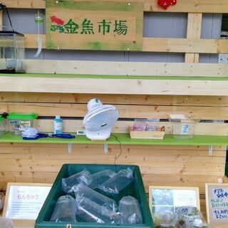 ぷち金魚市場　らんちゅう　稚鯉　おたまじゃくし販売中です