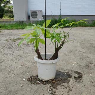 実生 パキラ 2本植え