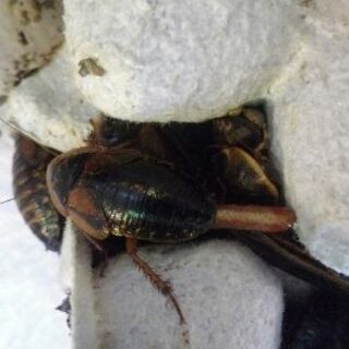 デュビア　各サイズ　繁殖したい方メス入れます！