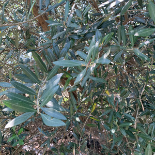 農薬不使用　オリーブリーフティーの画像