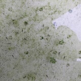 メダカの子供 約20匹＋初心者飼育応援セット(条件有り)