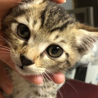 6月11日生まれ オス猫 急募