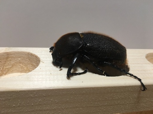 ヘラクレス　⓶