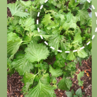 🌱 無農薬 大葉 しそ 苗の画像
