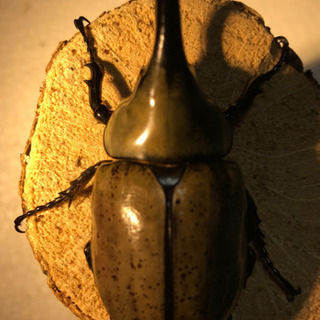 グラントシロカブト　成虫ペア　即ブリ可能