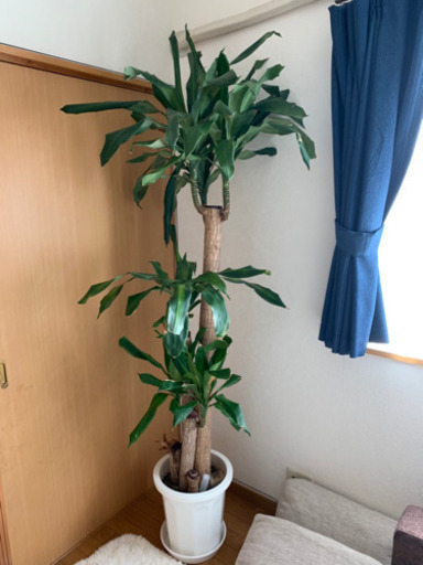 観葉植物　高さ180cmくらいあります。