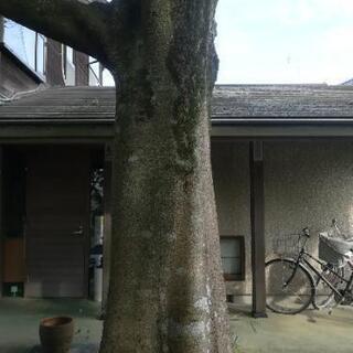 榎の大木　差し上げます。