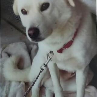 《迷子犬》白の中型犬を探しています。無事に保護して頂いた方には謝...