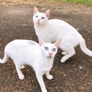 可愛いオッドアイ猫と綺麗なブルーアイ猫の里親さん募集しています
