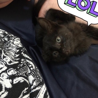 生後1ヶ月程度の黒猫の子猫
