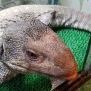 サバンナモニター