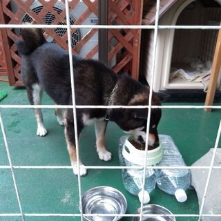 柴犬　オス　去勢済　末永く飼える方