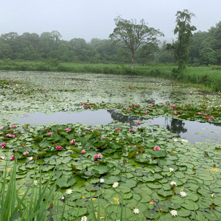 音楽家BARで働いてくれる方募集の画像