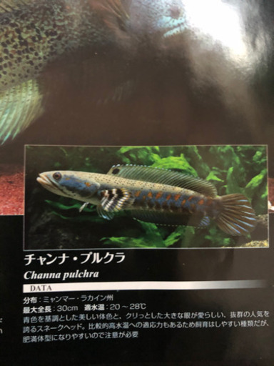 チャンナプルクラ　スネークヘッド　美品